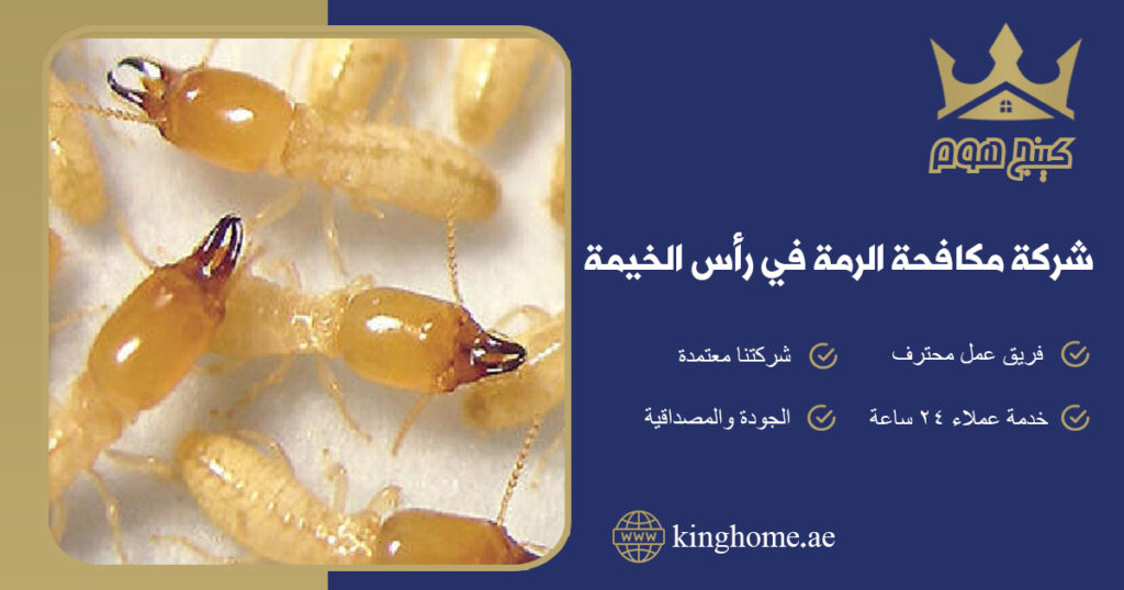 شركة مكافحة الرمة في رأس الخيمة