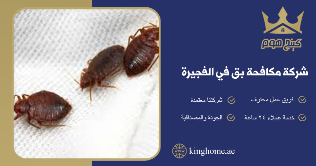شركة مكافحة بق في الفجيرة