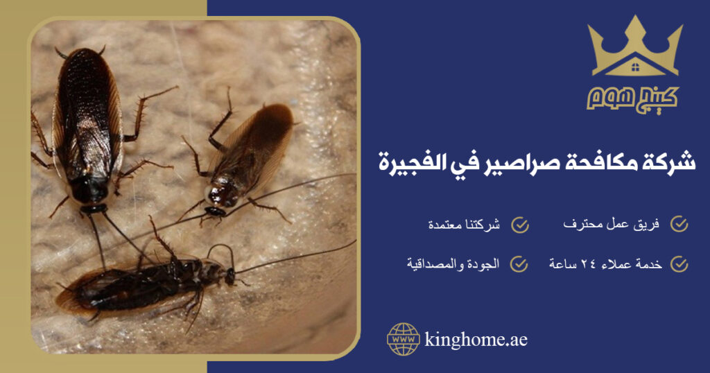 شركة مكافحة صراصير في الفجيرة