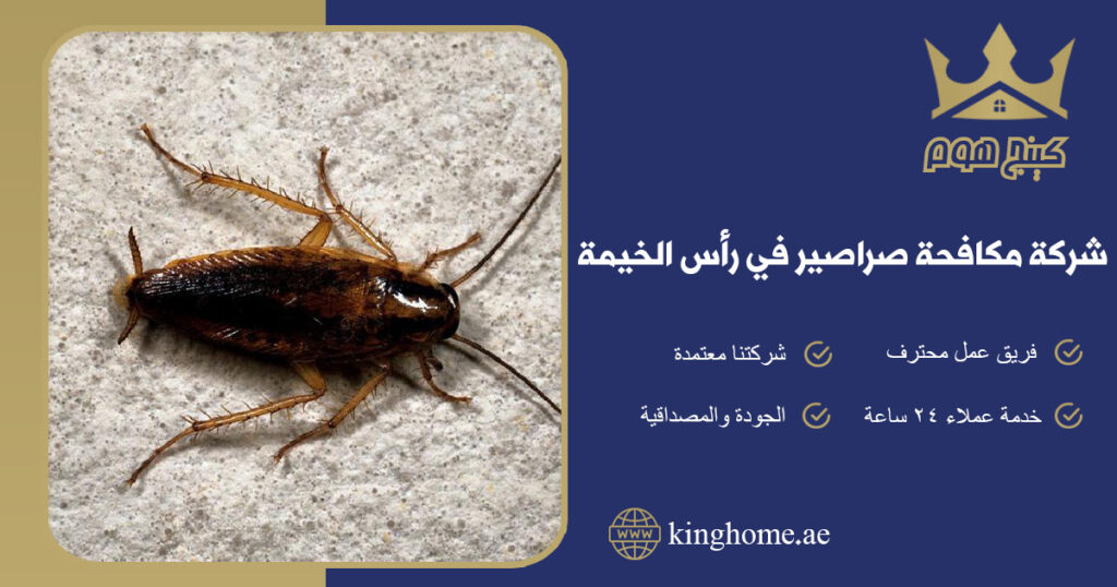 شركة مكافحة صراصير في رأس الخيمة
