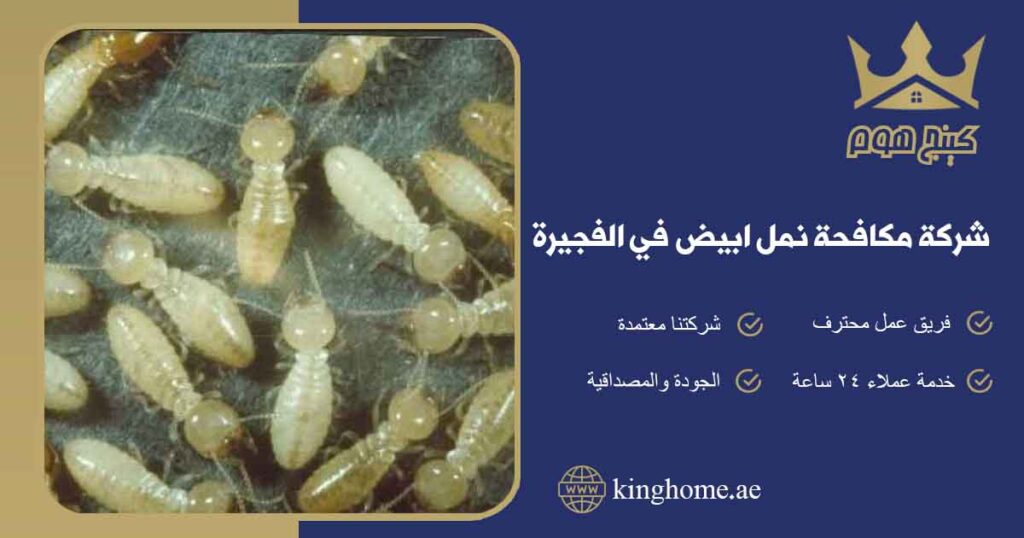 شركة مكافحة نمل ابيض في الفجيرة
